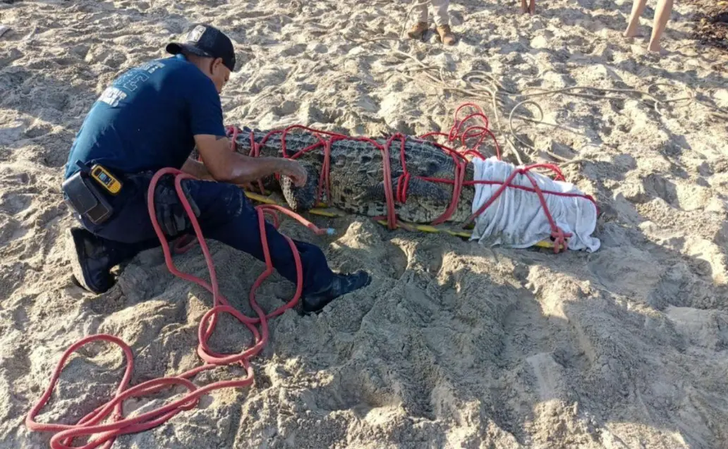 Autoridades reubican un cocodrilo tras su captura en Marina Vallarta.